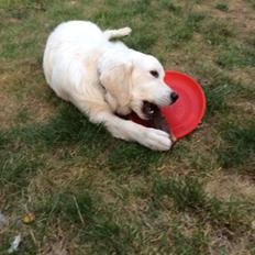 Golden retriever Viggo