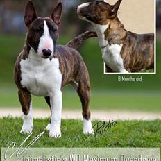 Bullterrier miniature Minimalistic's WD Maximum Overdrive "Ritchie"