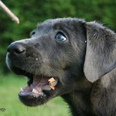 Labrador retriever Cassiopeia