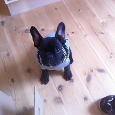 Fransk bulldog Max