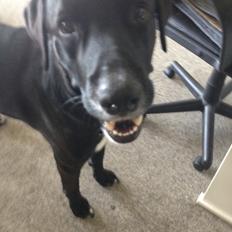 Blanding af racer Kenzo