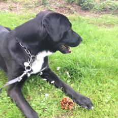 Blanding af racer Kenzo