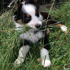 Australian shepherd Rosenlysts Black Velvet
