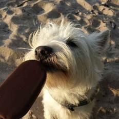 West highland white terrier Ludvig
