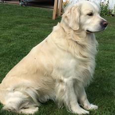 Golden retriever Sofus