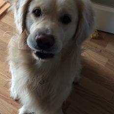 Golden retriever Sofus