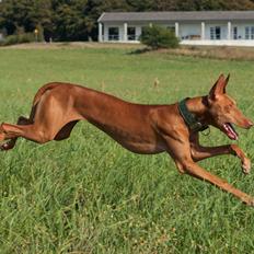 Pharaohound Myrna (My)