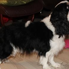 Cavalier king charles spaniel Lucky <3