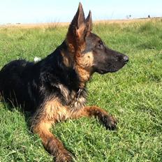 Schæferhund Maegaards Bosco