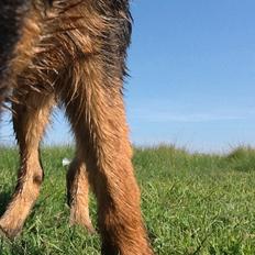 Schæferhund Maegaards Bosco