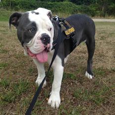Olde english bulldogge Obie Blue