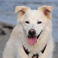 Blanding af racer Bamse