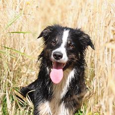 Border collie Krauholt Talented Yoda