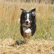 Border collie Krauholt Talented Yoda