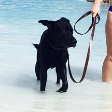 Blanding af racer Tyson