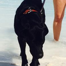 Blanding af racer Tyson