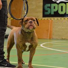 Olde english bulldogge Kingbull´s Cera