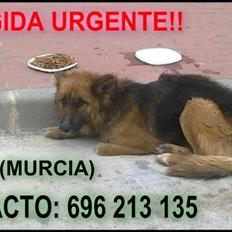 Blanding af racer Buddy