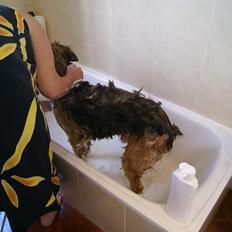 Blanding af racer Buddy