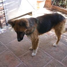 Blanding af racer Buddy