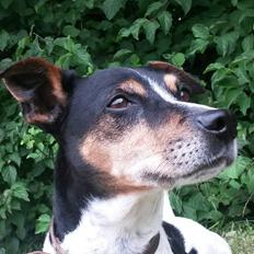 Dansk svensk gaardhund Boldt