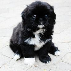 Blanding af racer Atlas