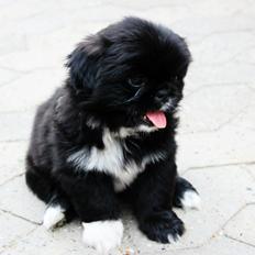 Blanding af racer Atlas