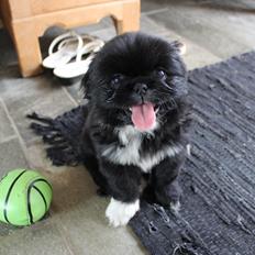 Blanding af racer Atlas