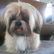 Shih tzu Fonvig's Phoebe