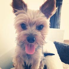 Yorkshire terrier Ludvig