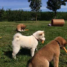 Shiba Akainu's The White Princess Alma 