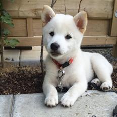 Shiba Akainu's The White Princess Alma 