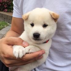 Shiba Akainu's The White Princess Alma 