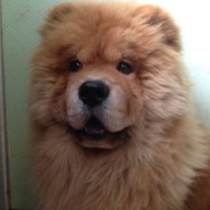 Chow chow Bastian