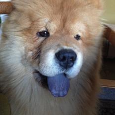 Chow chow Bastian