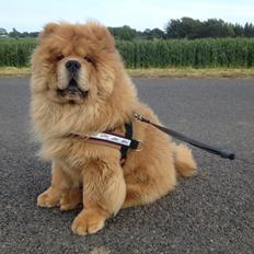 Chow chow Bastian