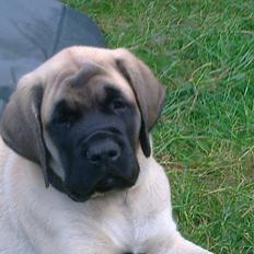 Mastiff Magnus (Dr. Dexter)