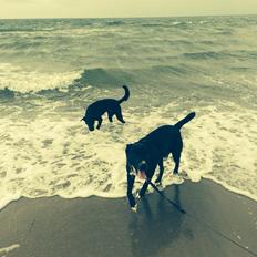 Blanding af racer Tiesto