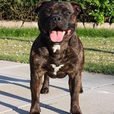 Staffordshire bull terrier Enodden's Quantum Of Solace - Koda