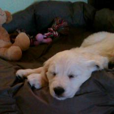 Golden retriever Abby