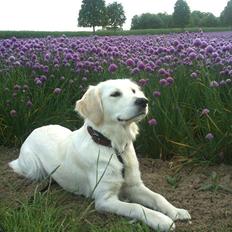 Golden retriever Abby