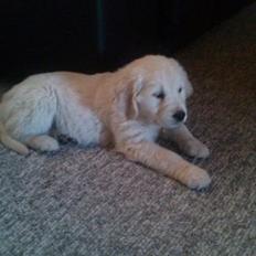Golden retriever Abby