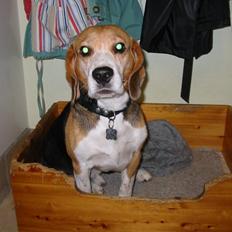 Beagle Pelle