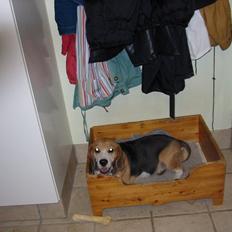 Beagle Pelle