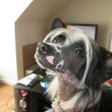 Chinese crested hårløs Kiki