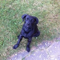 Blanding af racer Aura