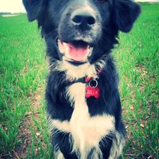 Blanding af racer Bella