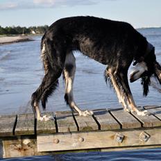 Saluki Kirman Arania