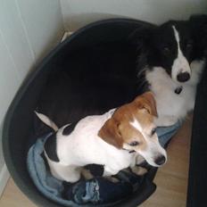 Border collie Kato