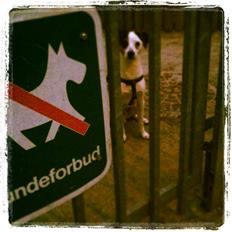 Dansk svensk gaardhund Bandit